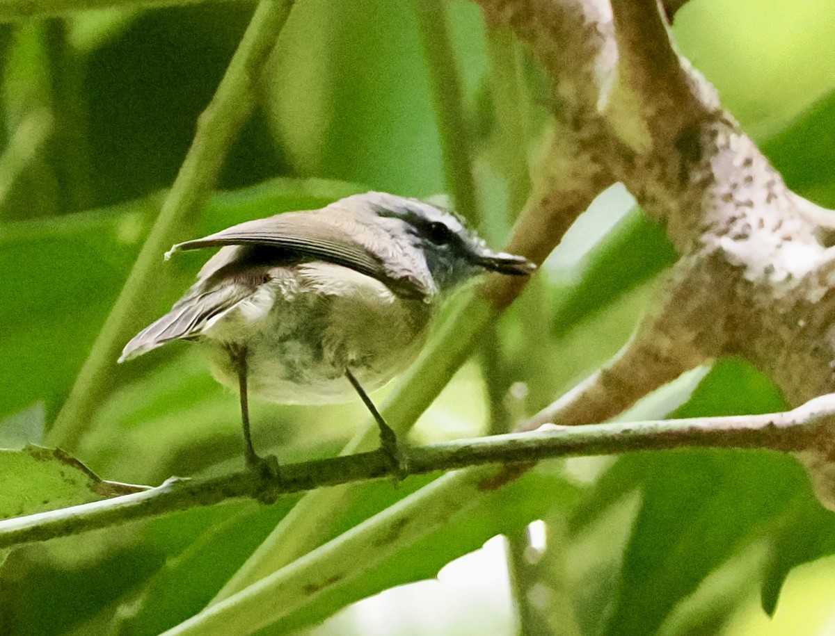 Brown Gerygone - ML645530878