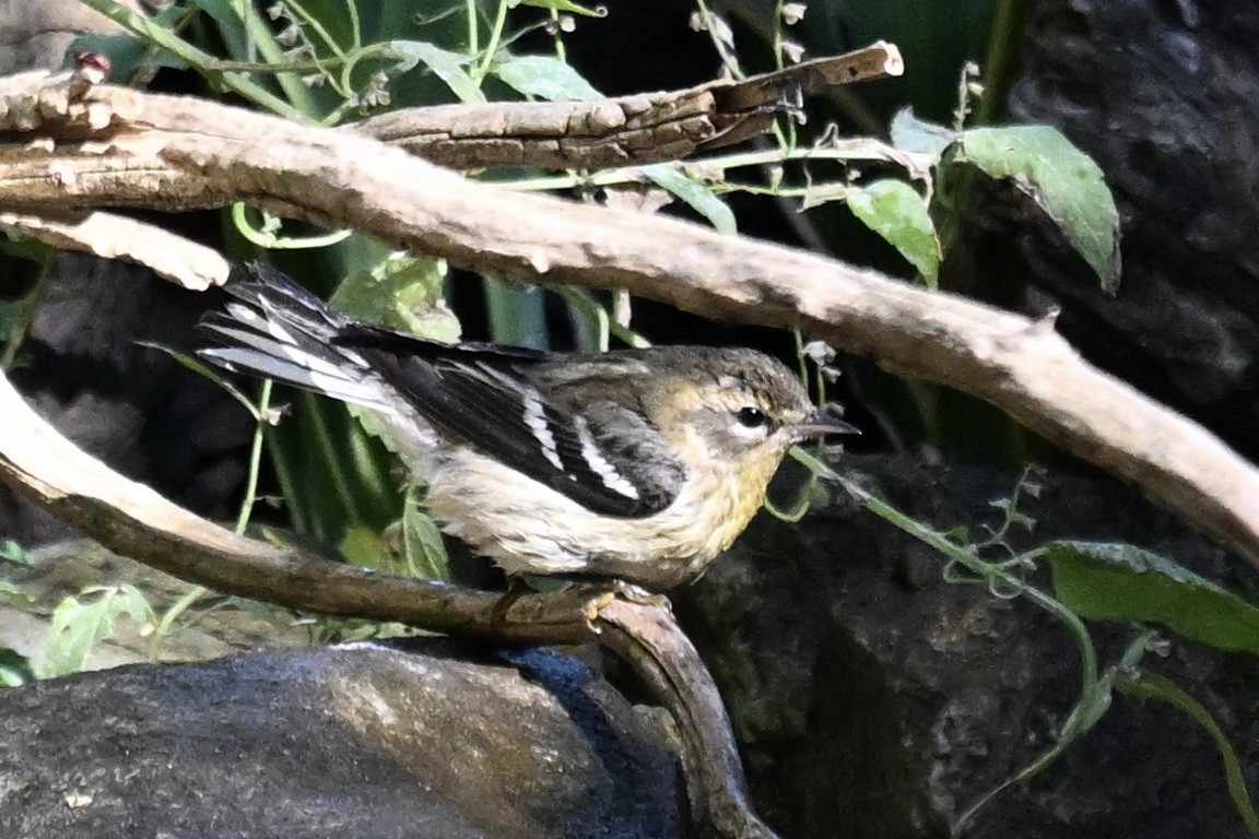 Blackburnian Warbler - ML645530885