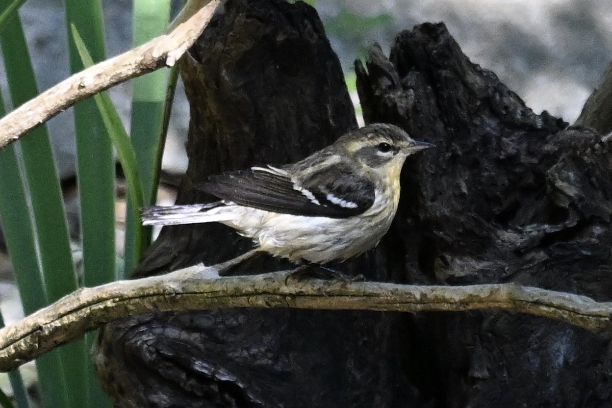 Blackburnian Warbler - ML645530889