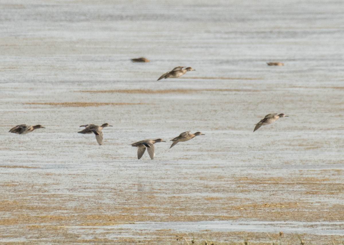 Mallard - ML645530890