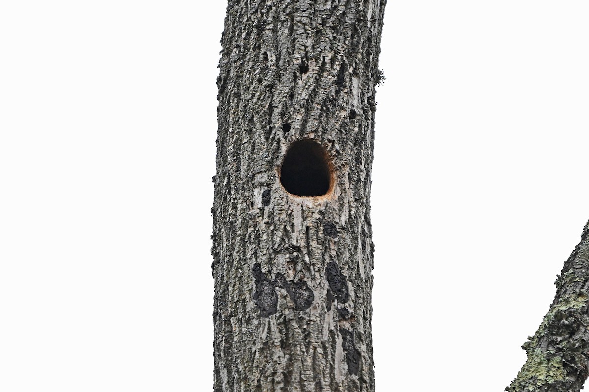 Сплюшка північна - ML645530893