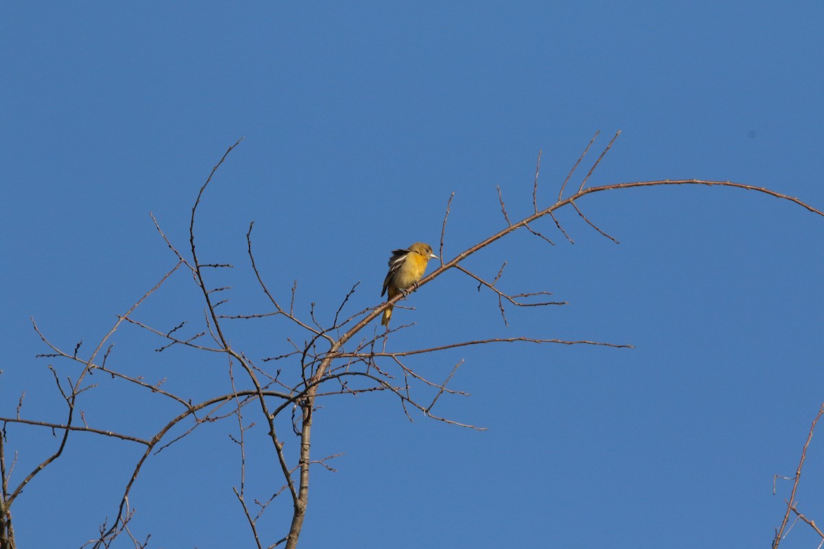 Балтиморский трупиал - ML645530895