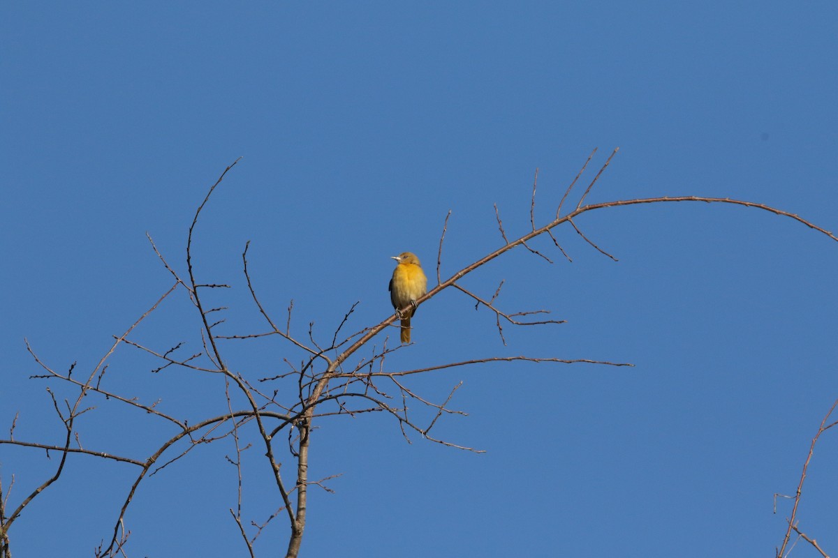 Балтиморский трупиал - ML645530896