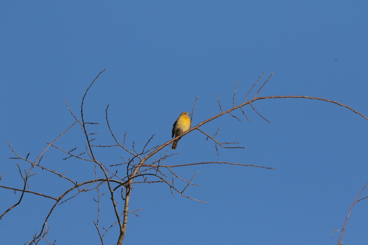 Балтиморский трупиал - ML645530897