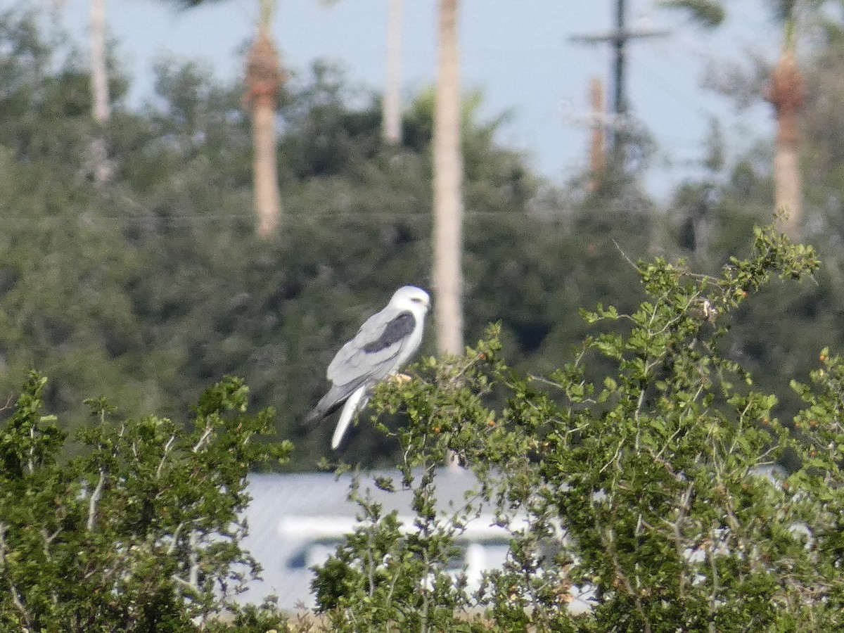 White-tailed Kite - ML645530900
