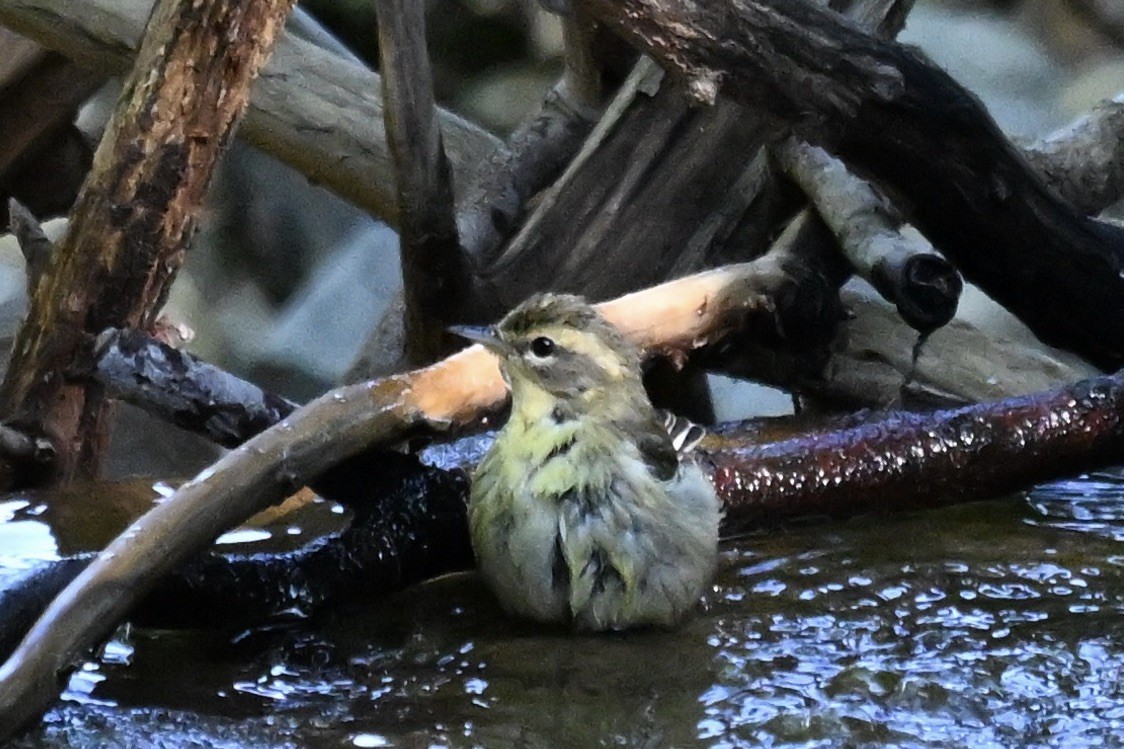 Blackburnian Warbler - ML645530901