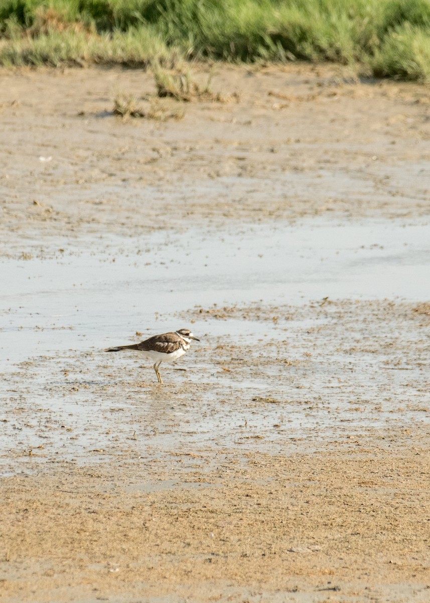 Killdeer - ML645530902