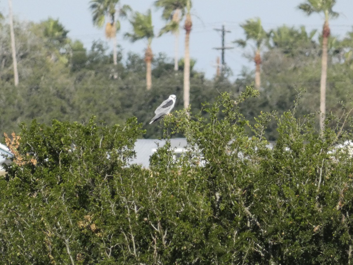 White-tailed Kite - ML645530905