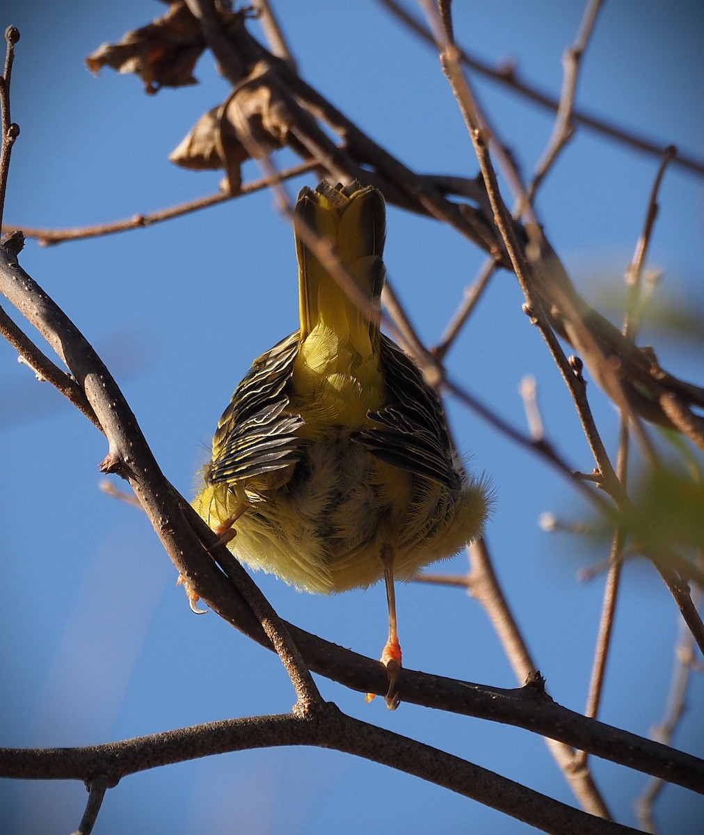 Northern Yellow Warbler - ML645530914