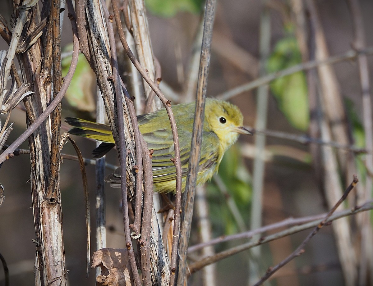 Northern Yellow Warbler - ML645530915