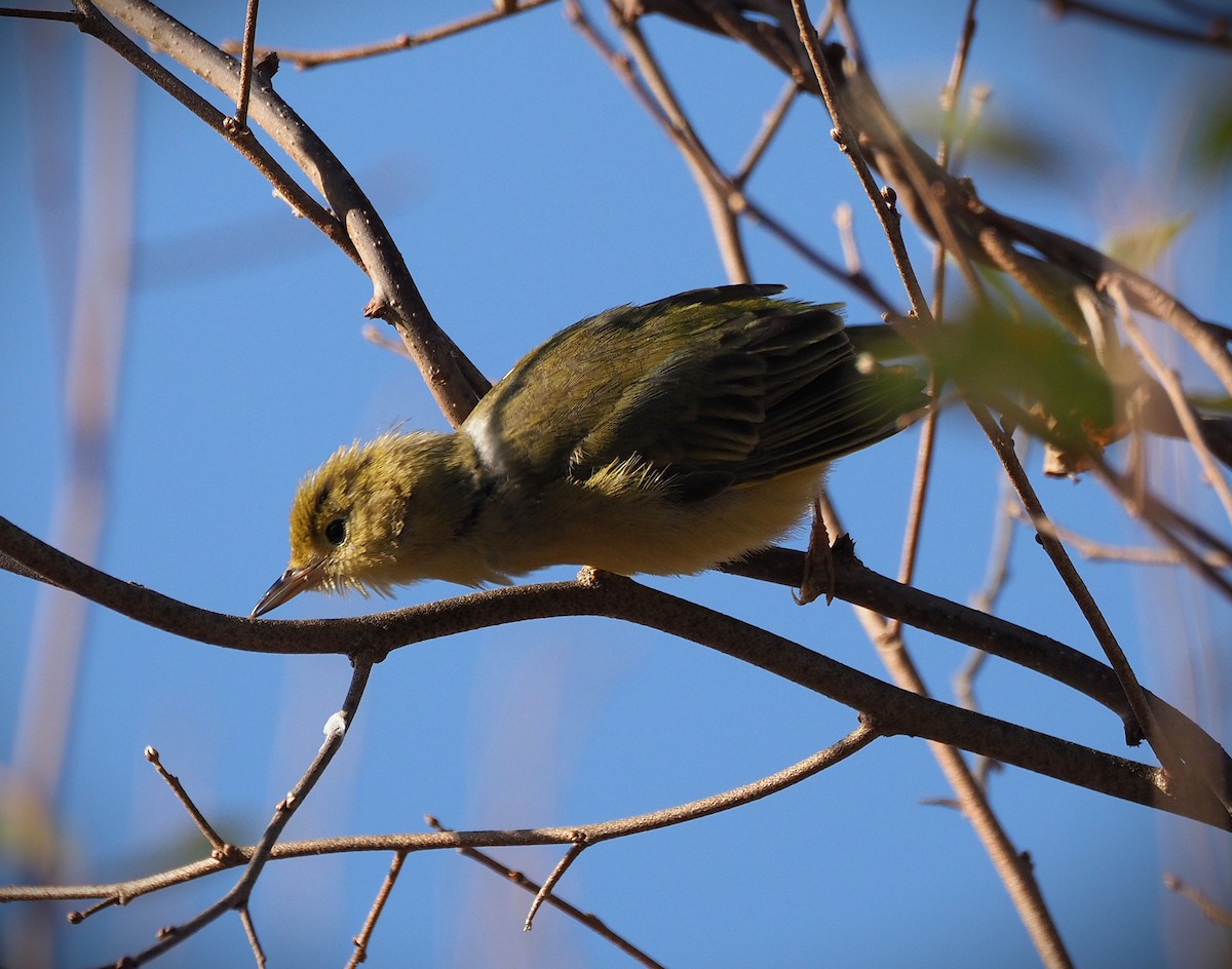 Northern Yellow Warbler - ML645530916