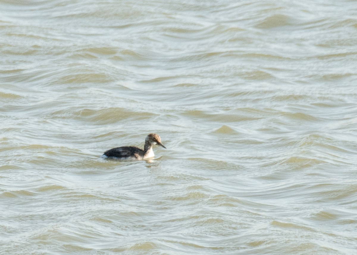 Kara Boyunlu Batağan - ML645530928