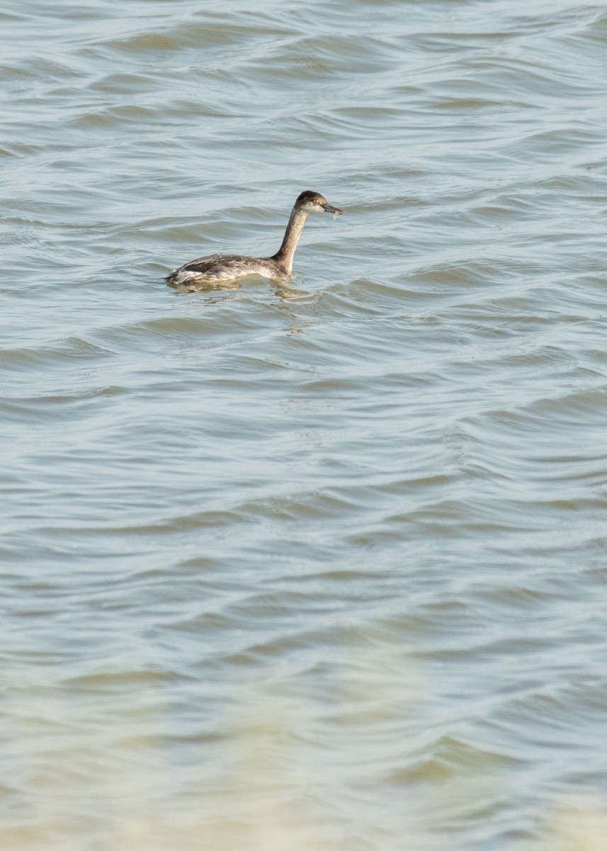 Kara Boyunlu Batağan - ML645530929