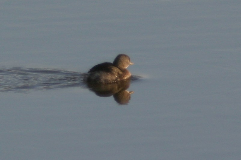 Least Grebe - ML645530937