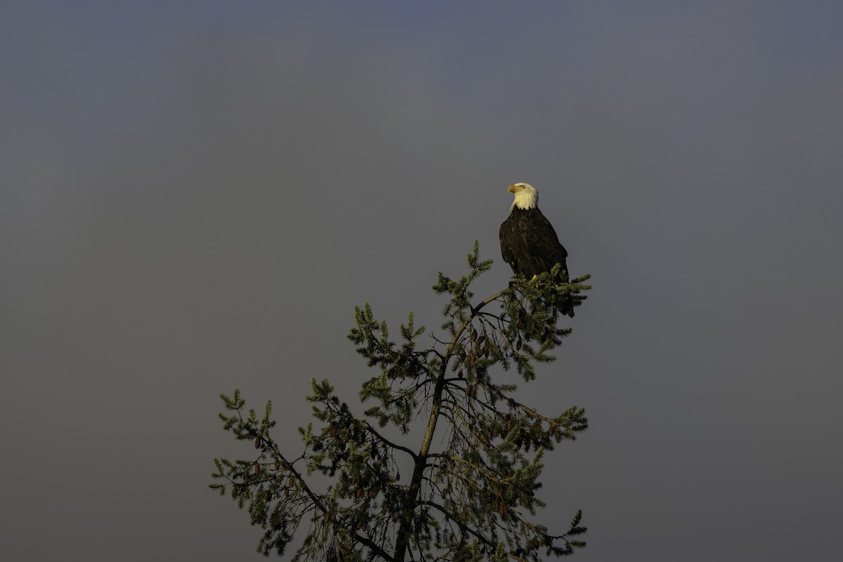 Bald Eagle - ML645530939
