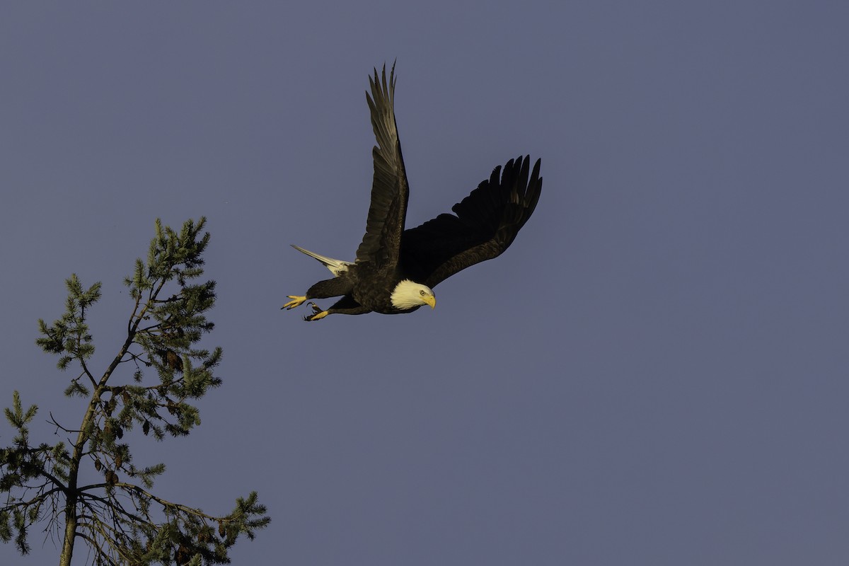 Bald Eagle - ML645530940