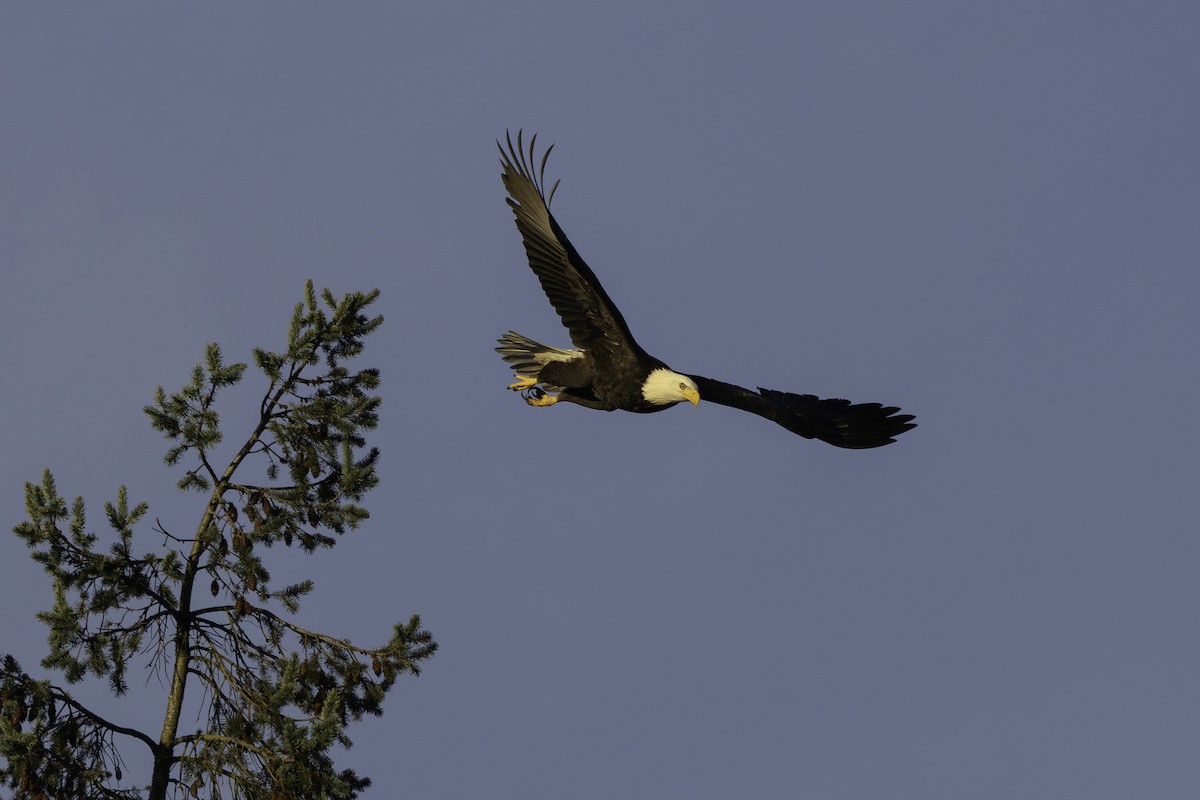Bald Eagle - ML645530942