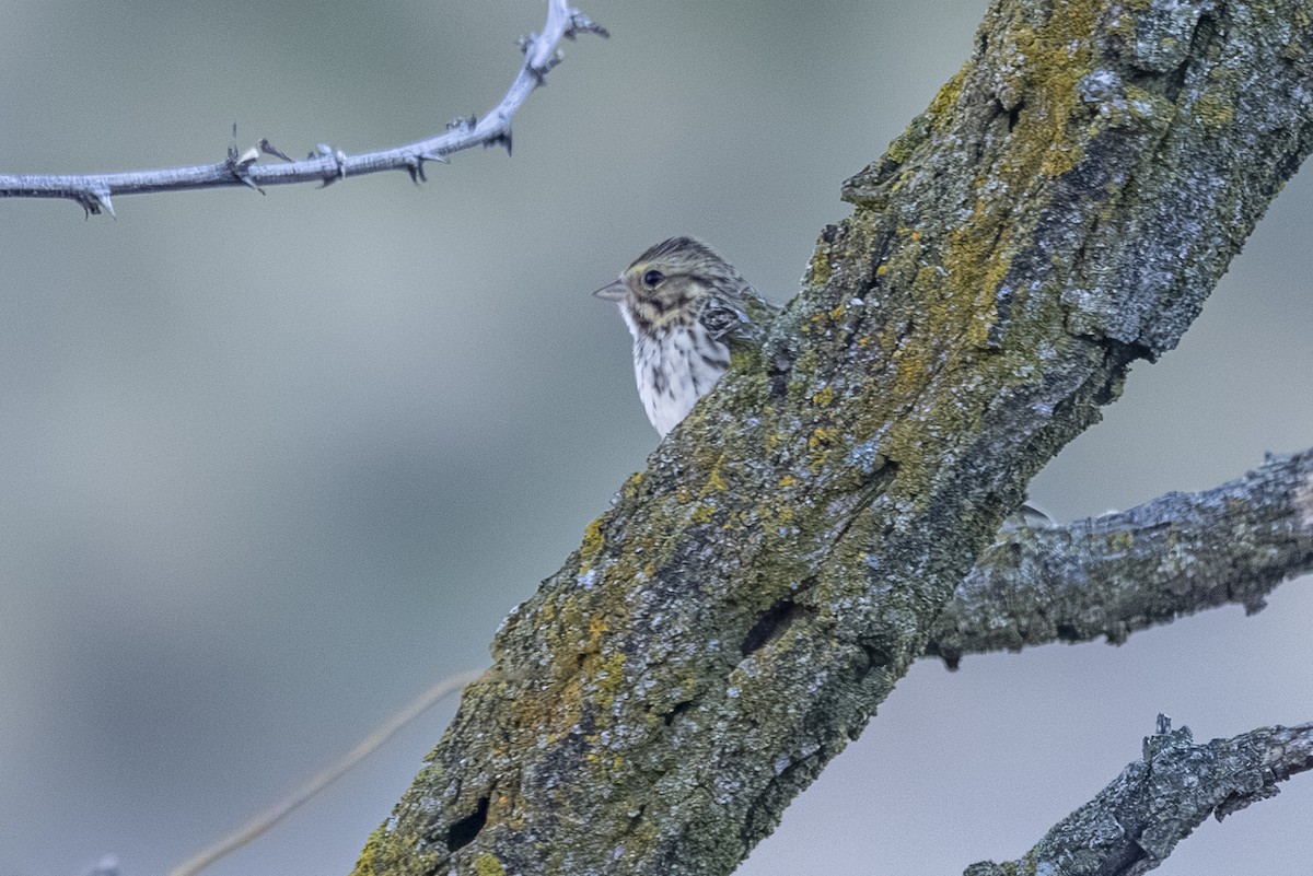 Savannah Sparrow - ML645530943