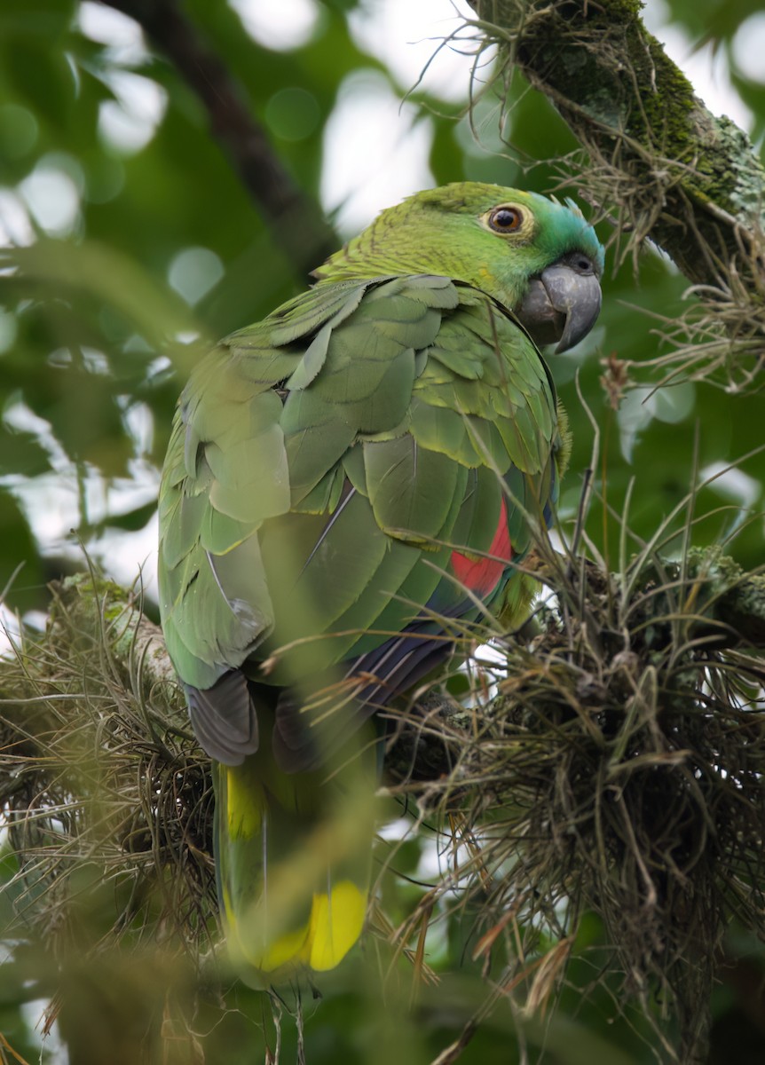Turquoise-fronted Amazon - ML645530944