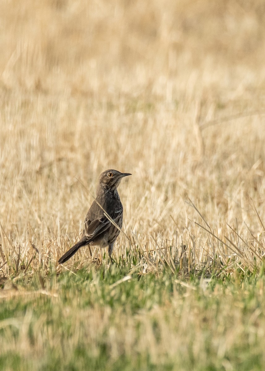 Sage Thrasher - ML645530950