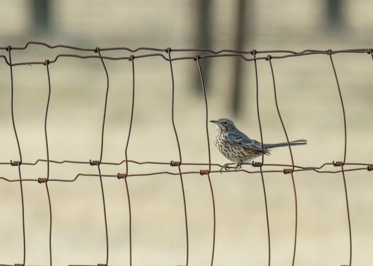 Sage Thrasher - ML645530951