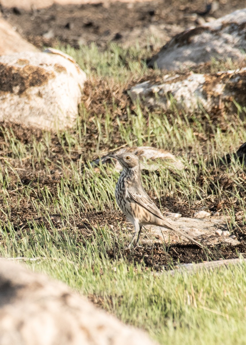 Sage Thrasher - ML645530952