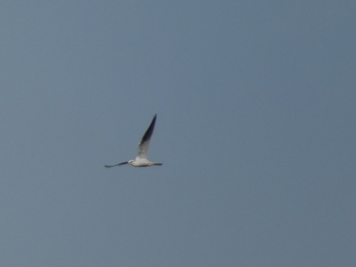 White-tailed Kite - ML645530957