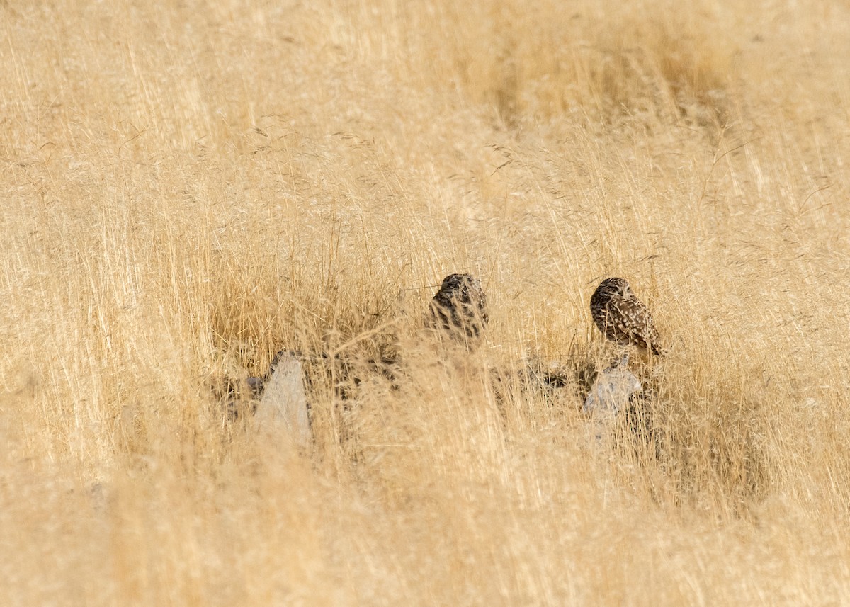 Burrowing Owl - ML645530966