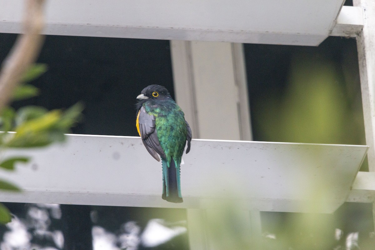 Gartered Violaceous Trogon - ML645530975