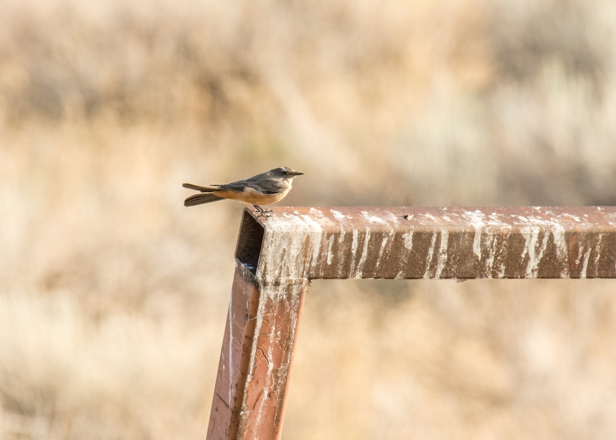 Say's Phoebe - ML645530979