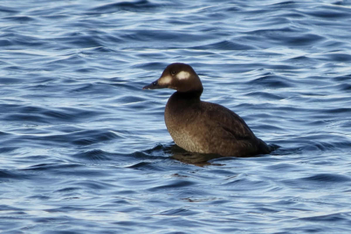 White-winged Scoter - ML645530980