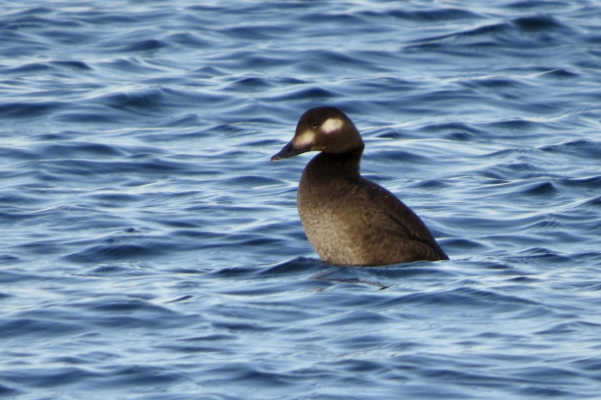 White-winged Scoter - ML645530981