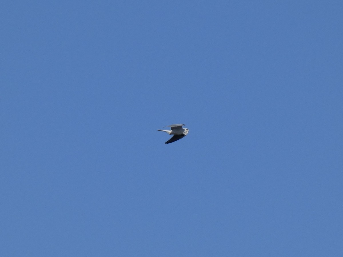 White-tailed Kite - ML645530983