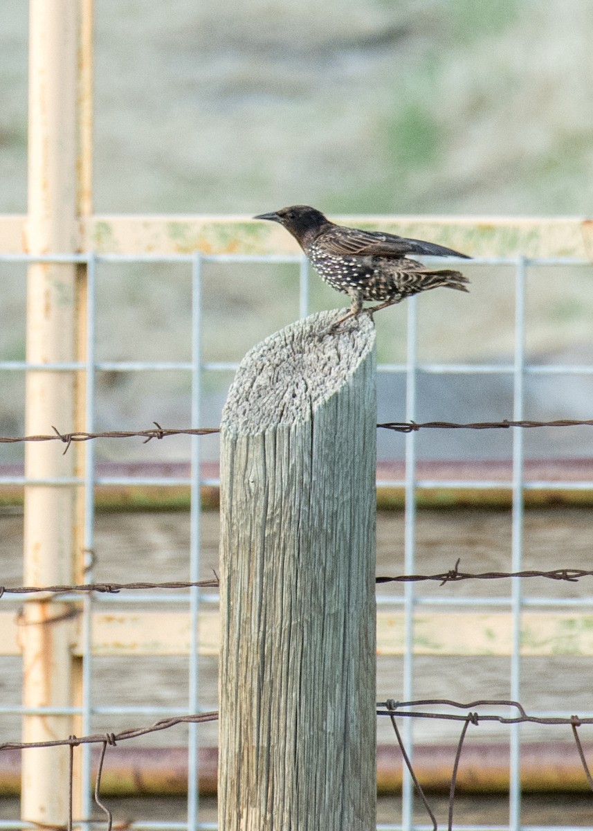 European Starling - ML645530986