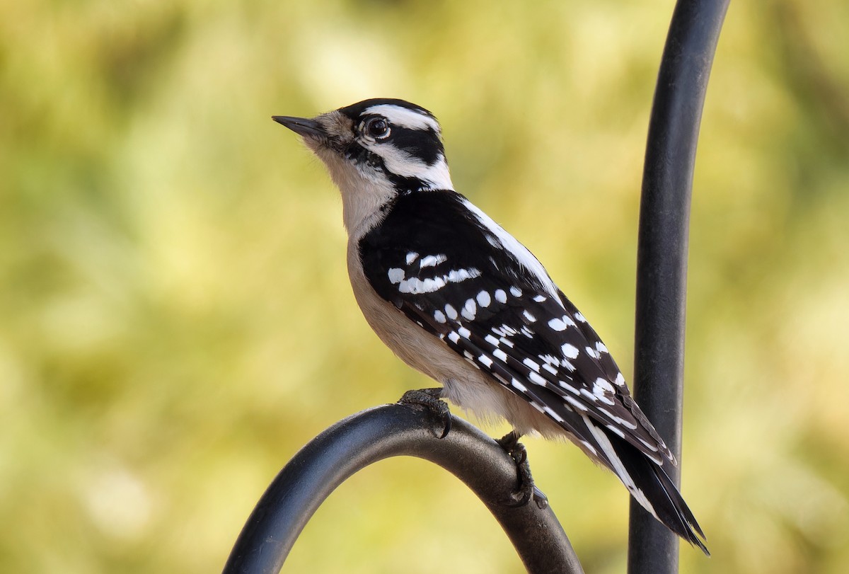 Downy Woodpecker - ML645530992