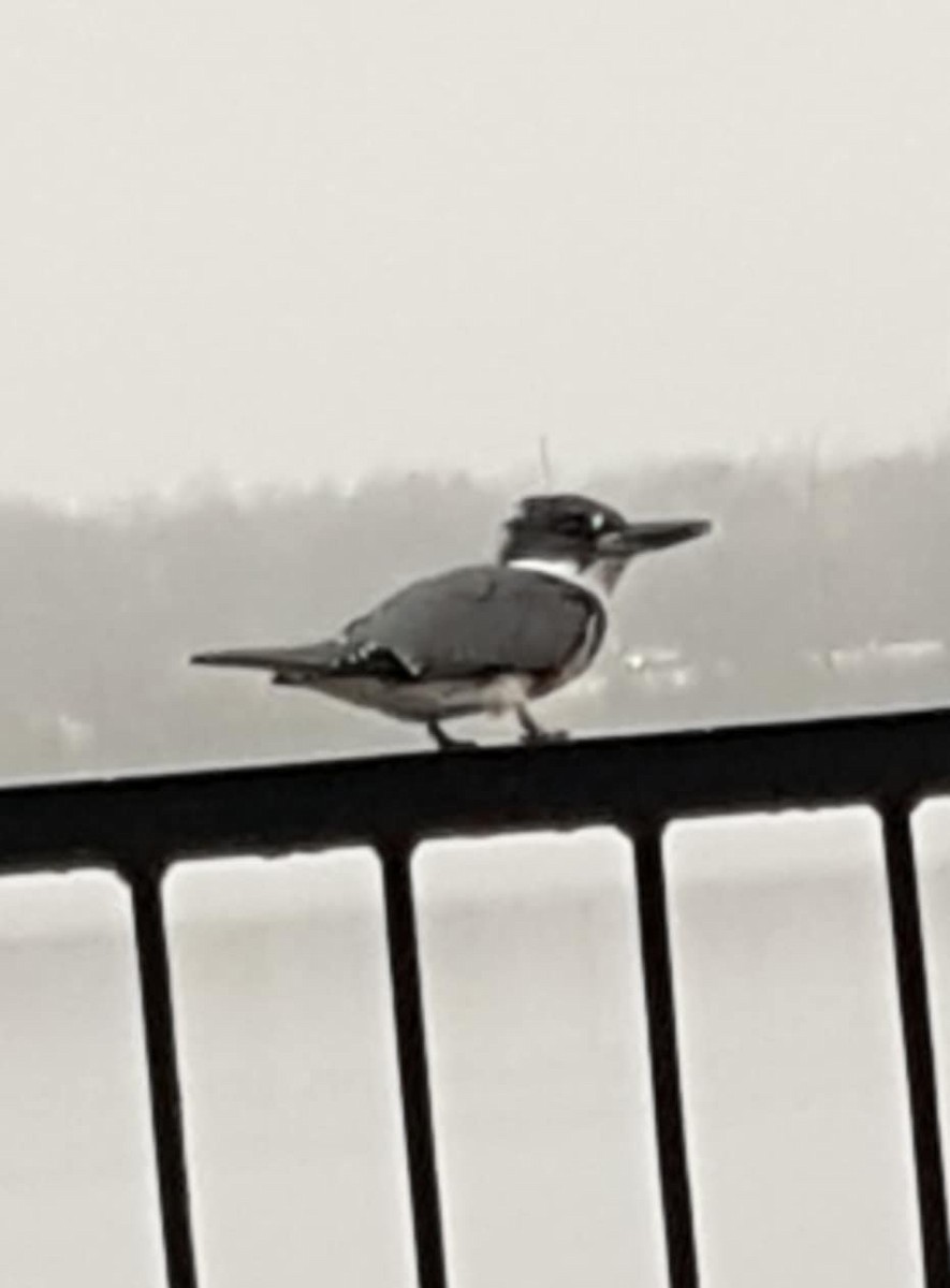 Рибалочка-чубань північний - ML645530994