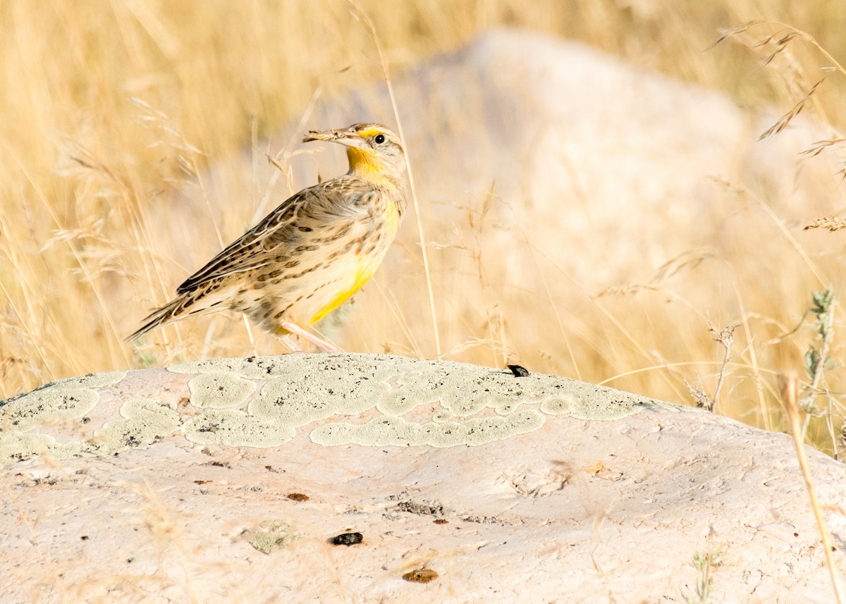 Western Meadowlark - ML645530997