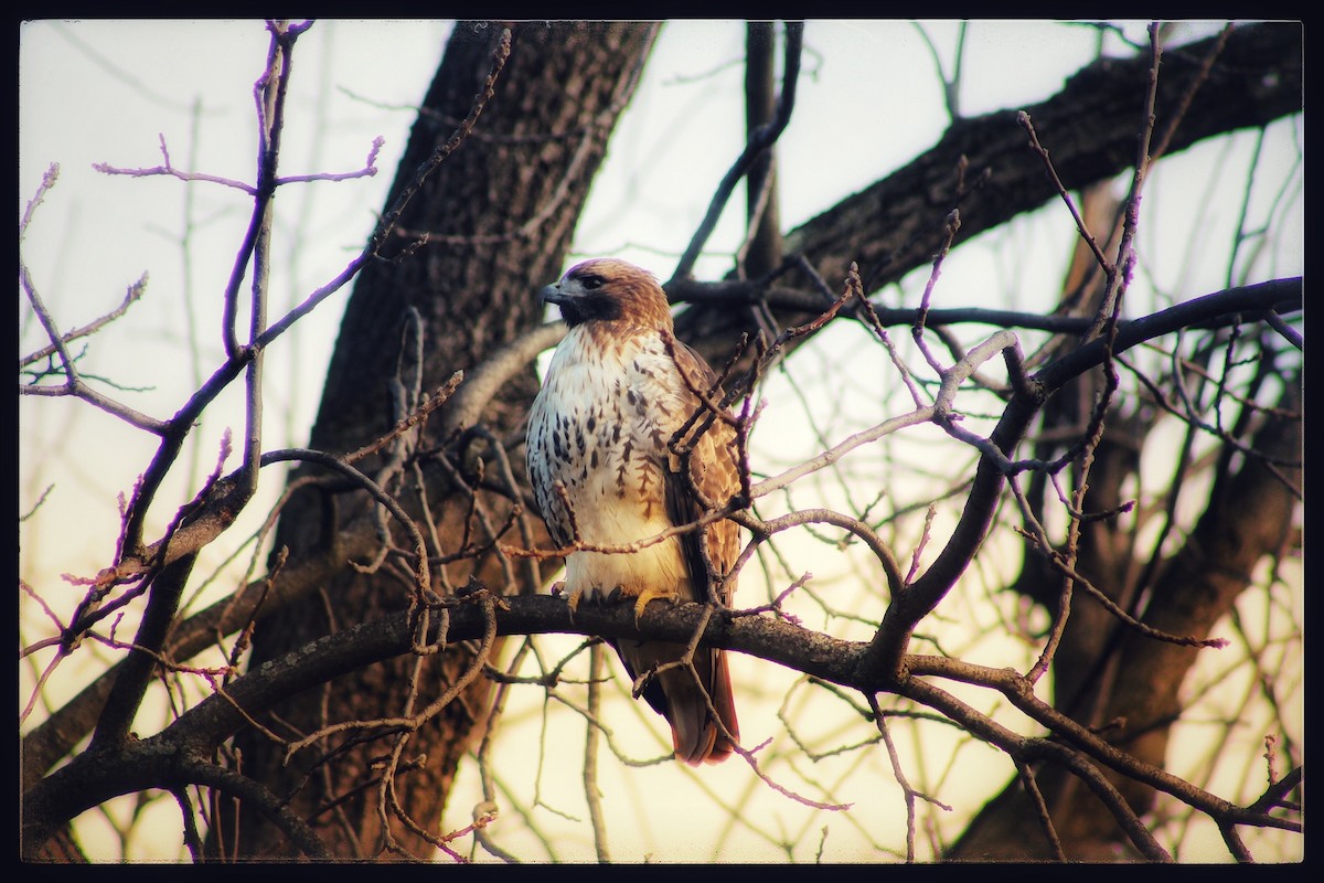 Red-tailed Hawk - ML645531002