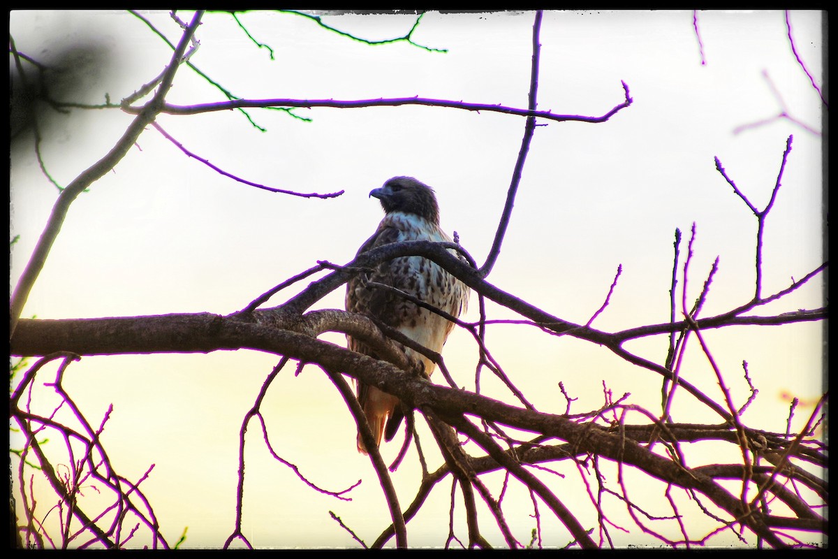Red-tailed Hawk - ML645531003