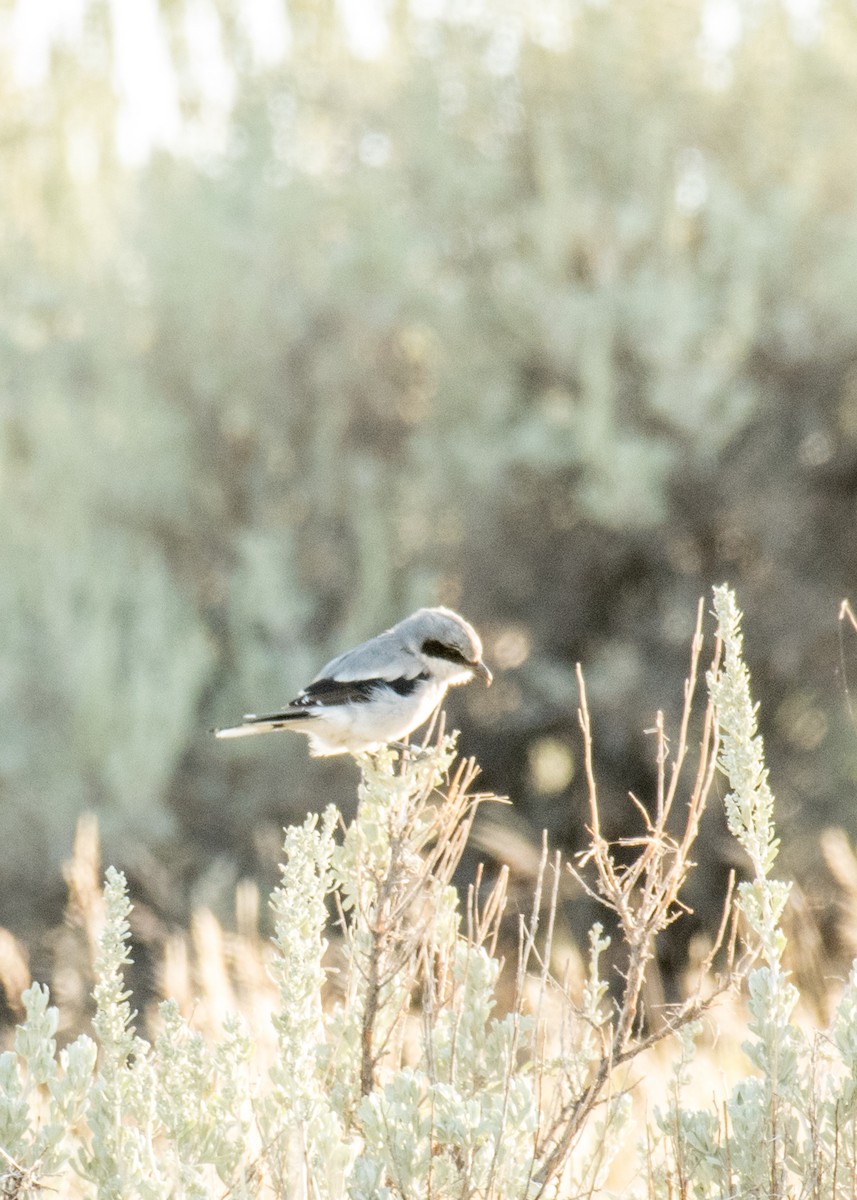 Loggerhead Shrike - ML645531006