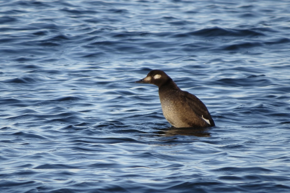 White-winged Scoter - ML645531007