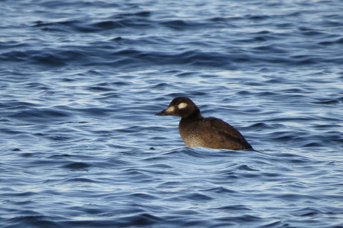 White-winged Scoter - ML645531008