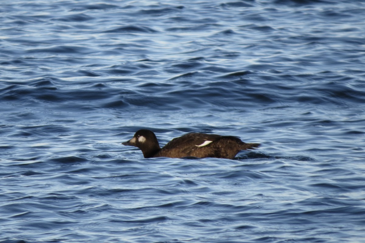 White-winged Scoter - ML645531009