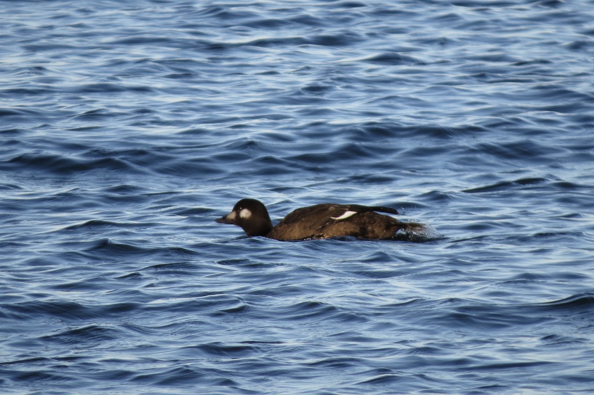 White-winged Scoter - ML645531010