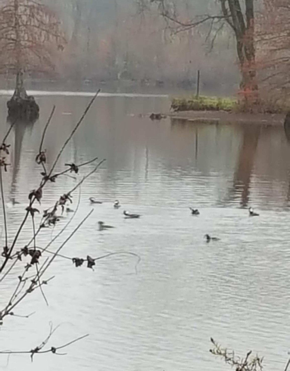 Крех жовтоокий - ML645531011