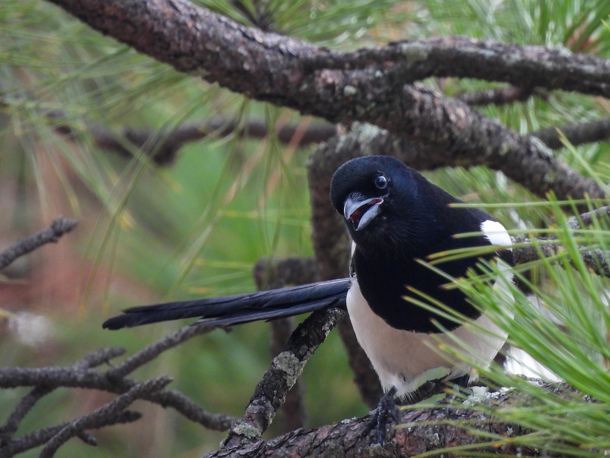 straka americká - ML645531014