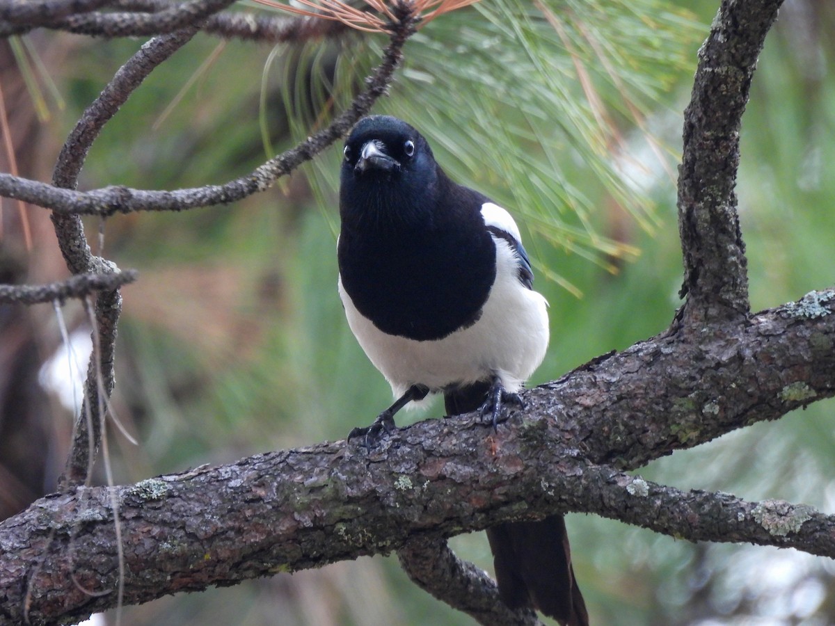 straka americká - ML645531015