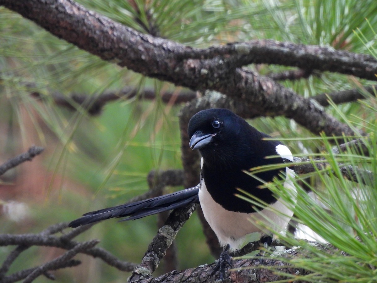 straka americká - ML645531018