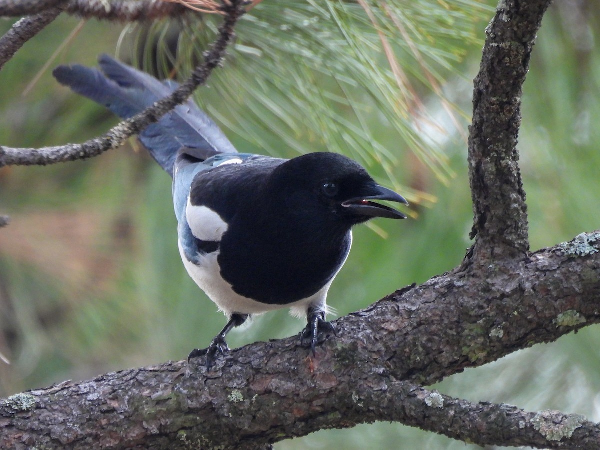 straka americká - ML645531020