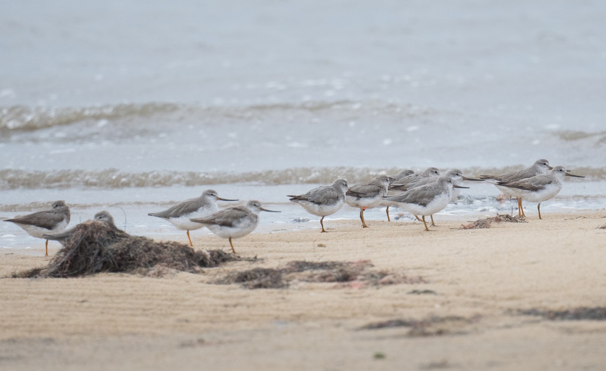 ביצנית אפורה - ML645531021